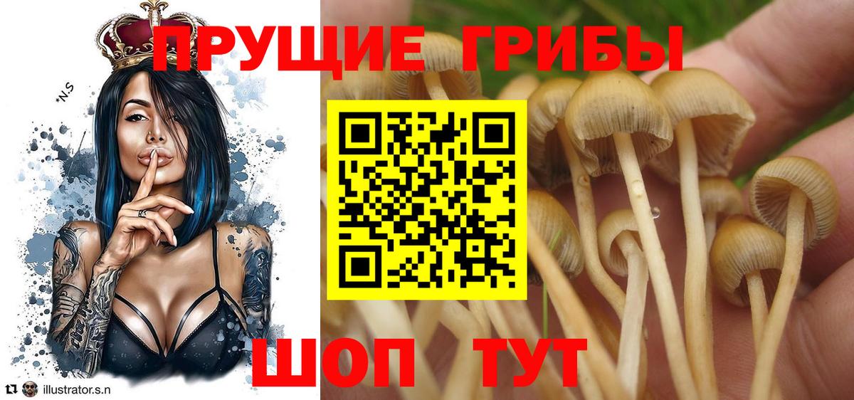 Советская Гавань  Галлюциногенные грибы Psilocybe  наркошоп  Вход с VPN 
